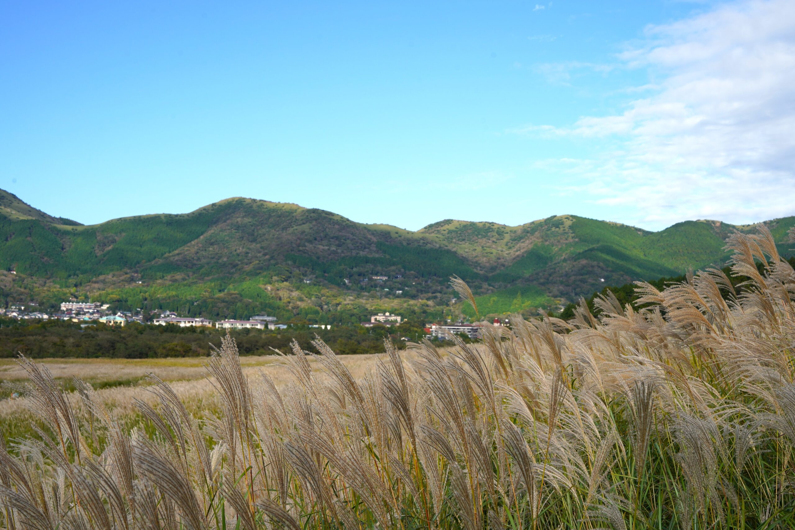 仙石原のススキ野原
