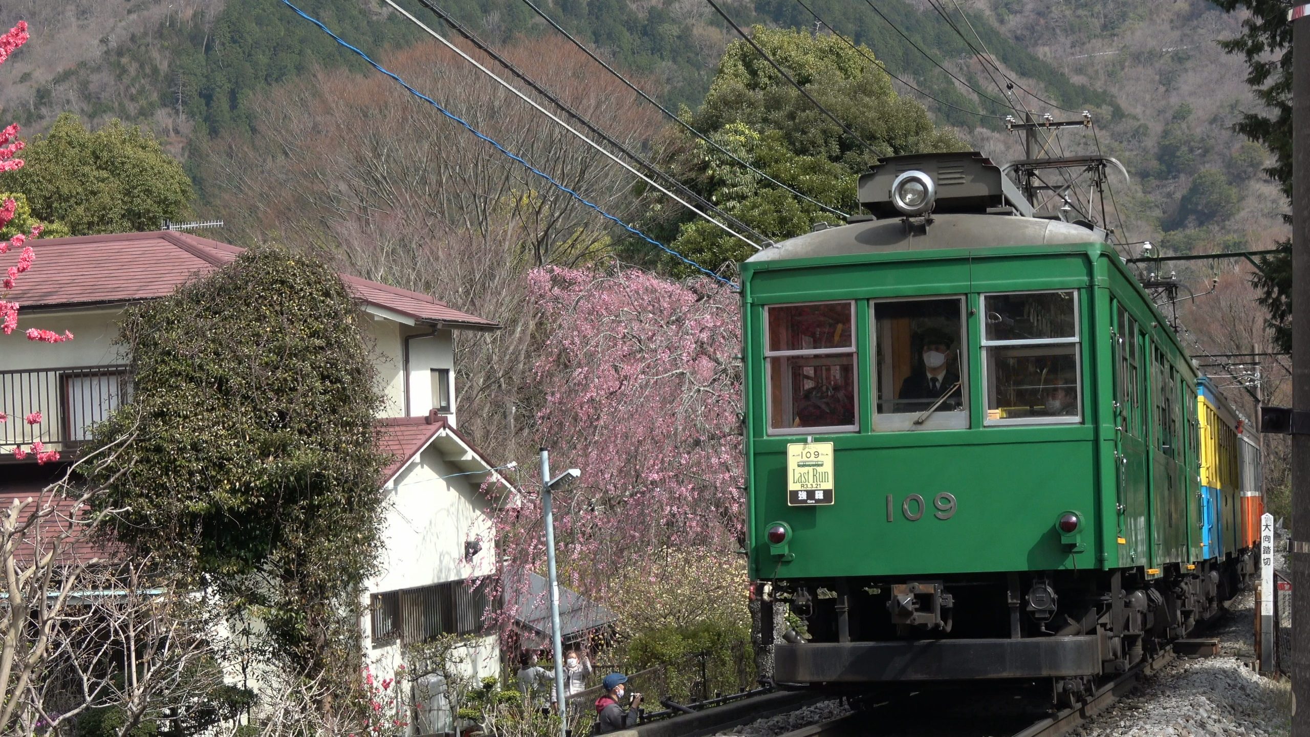 大平台の桜だより