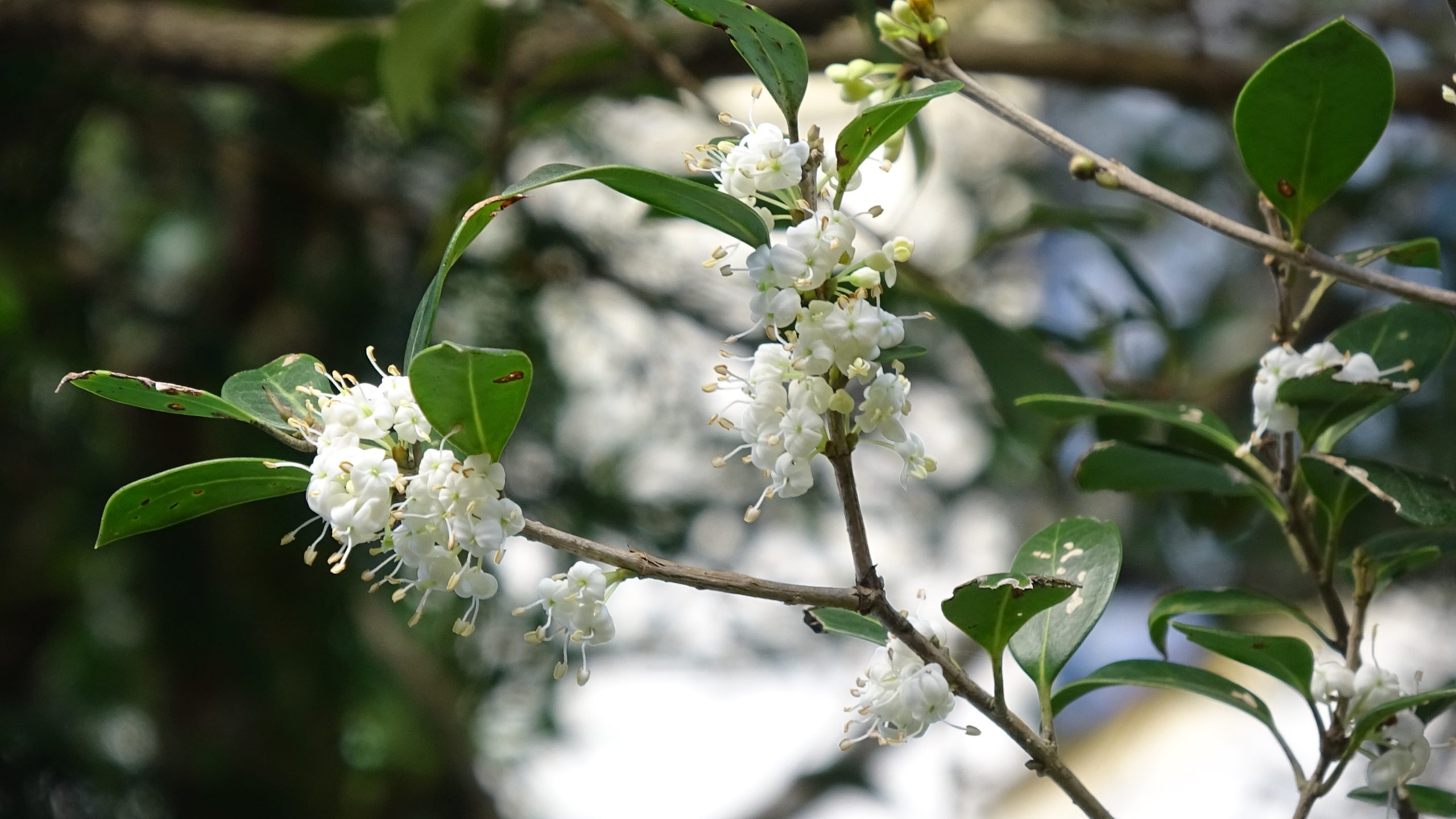 「ヒイラギ」の花知ってますか？