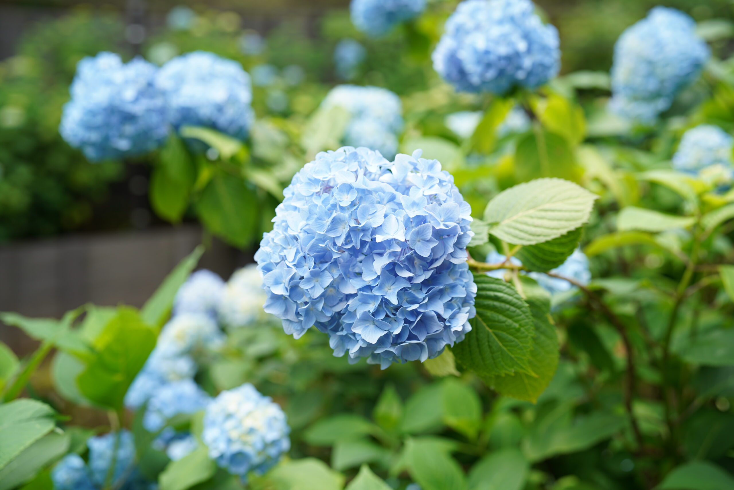 紫陽花の季節がやってきました。