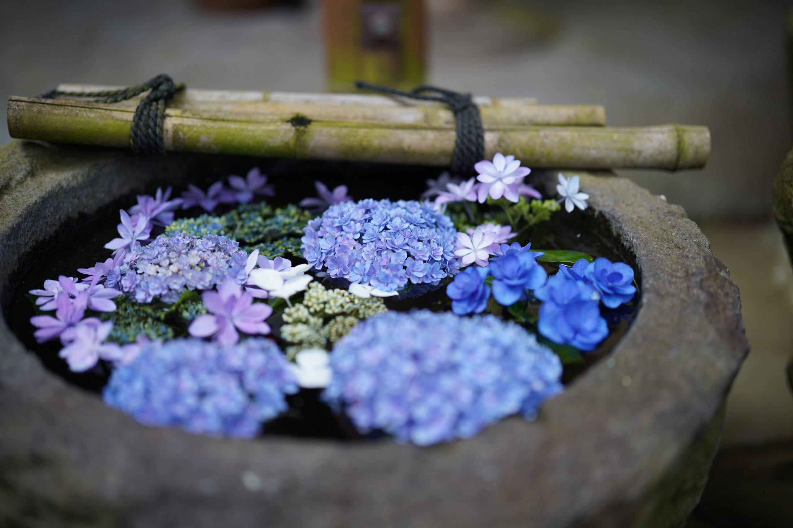 紫陽花便り