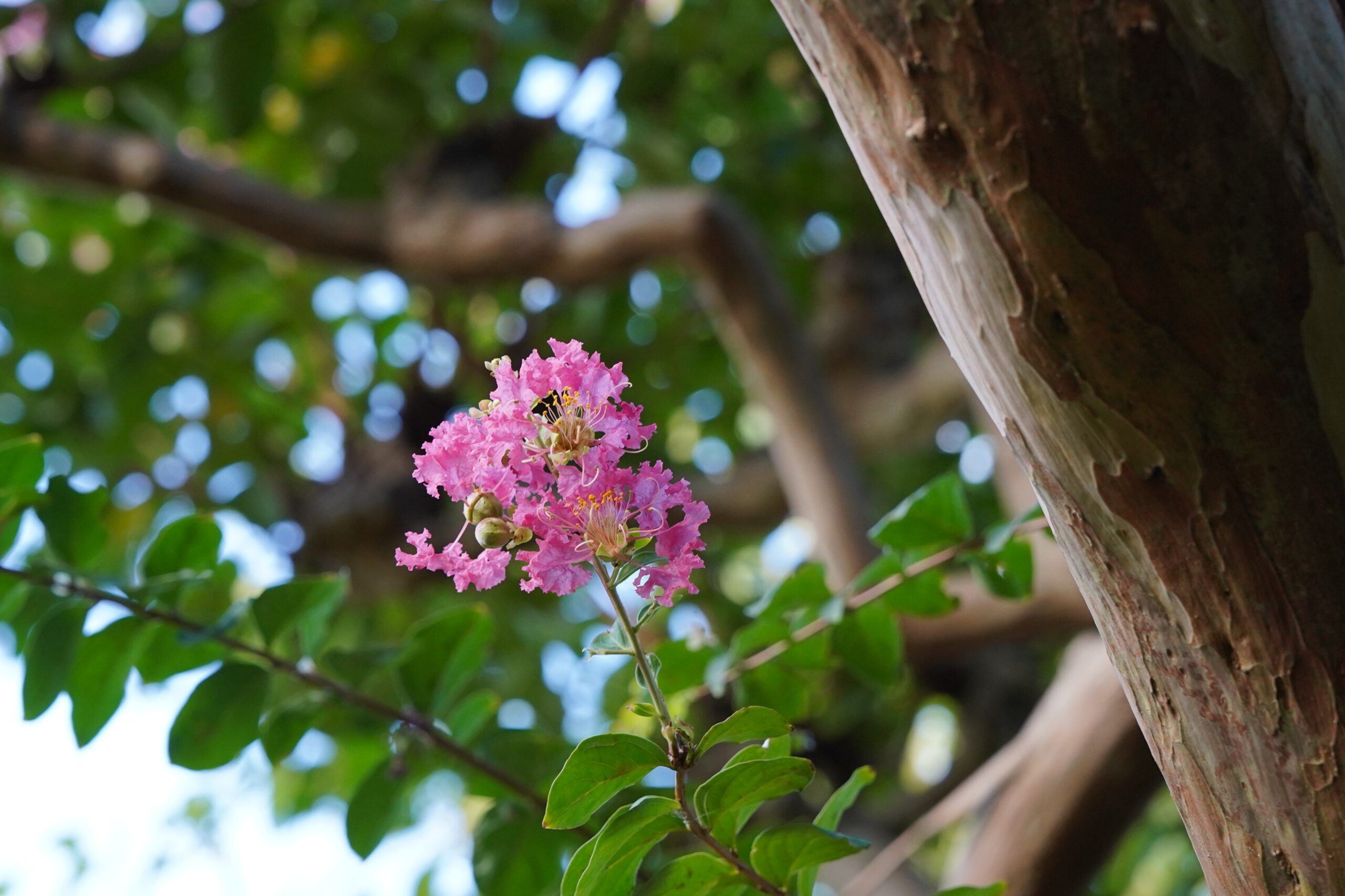 サルスベリの花が咲いています