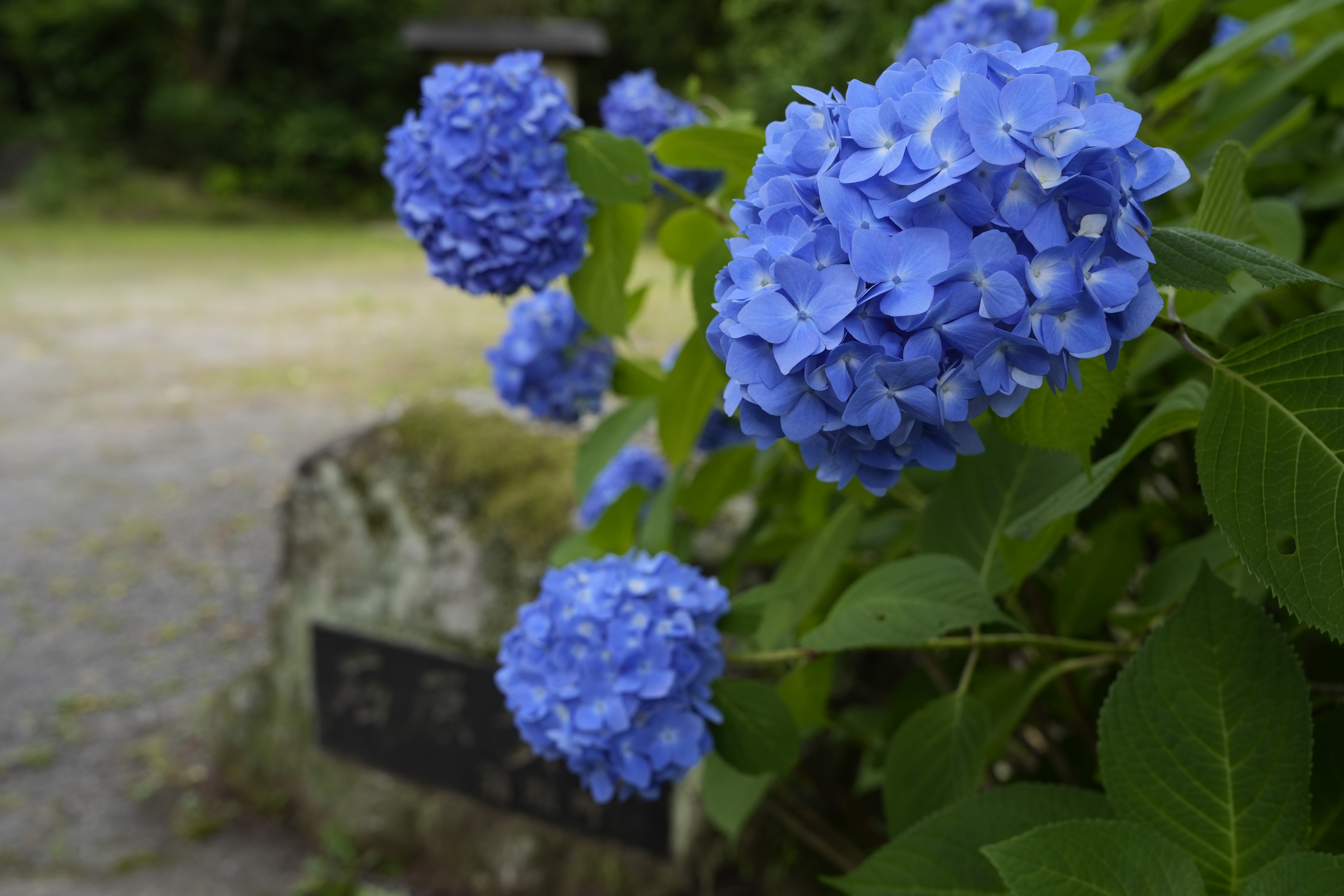 アジサイ散策