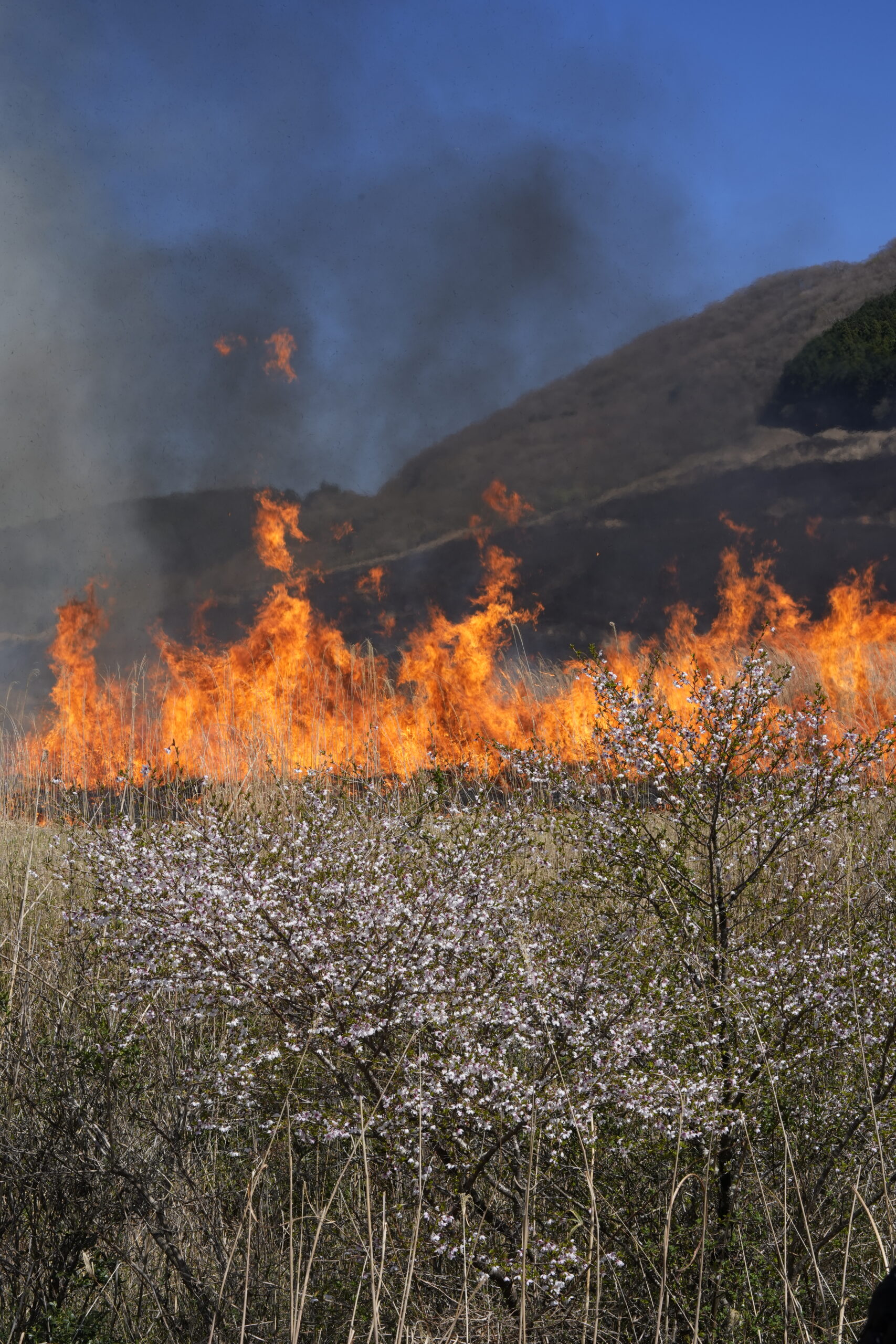 仙石高原の山焼き