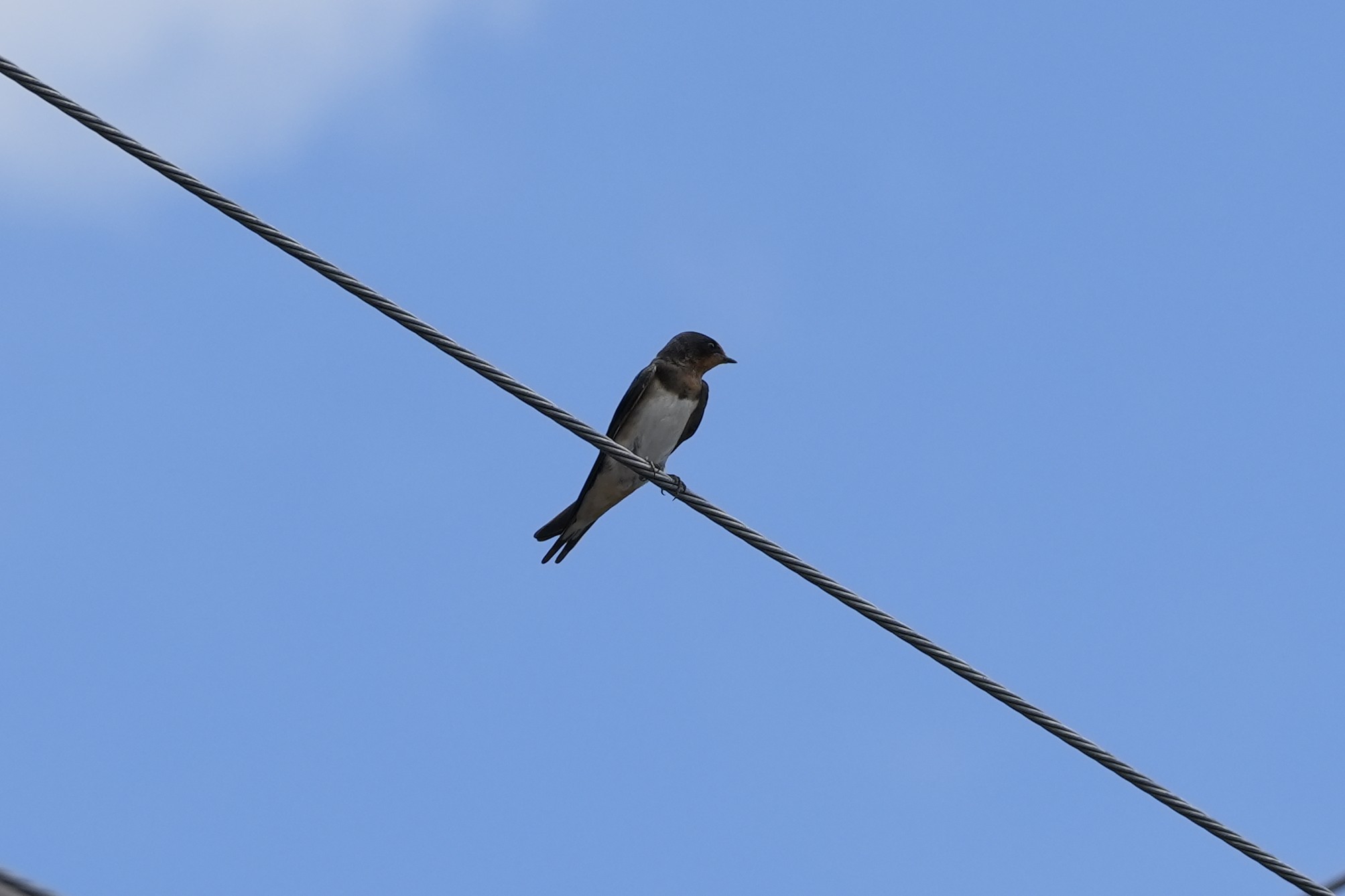 野鳥が元気な季節です