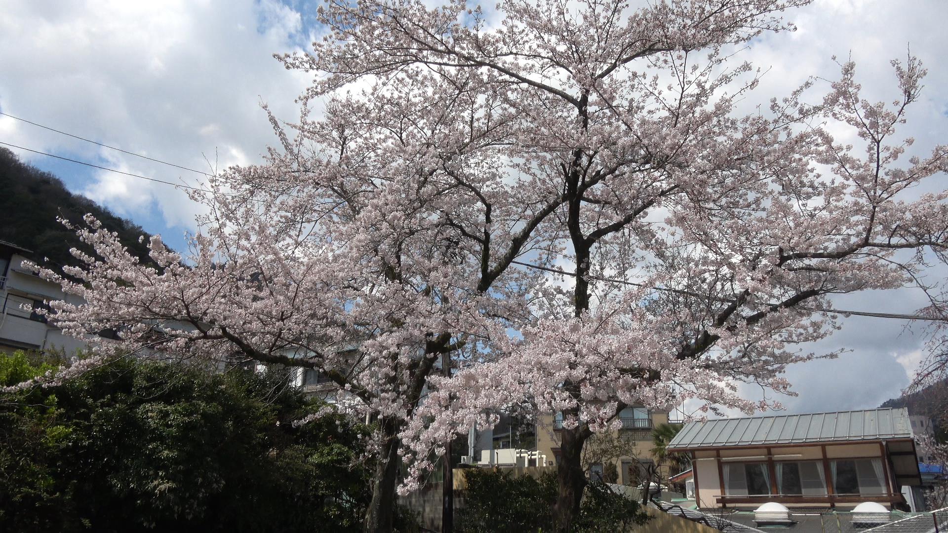ぶらり桜散歩